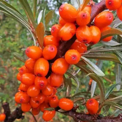 Облепиха ДЖЕМОВАЯ в Жодино