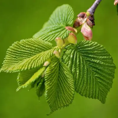 Вяз обыкновенный в Жодино