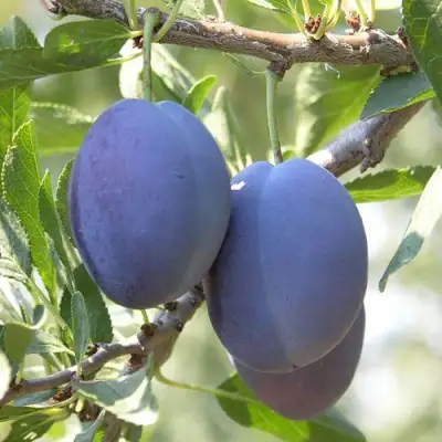 Слива СТЭНЛИ в Жодино