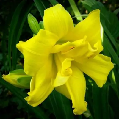 Лилейник ДАБЛ РИВЕР ВАЙ гибридный в Жодино