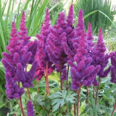 Астильба БЛЭК ЭНД БЛУ китайская в Жодино