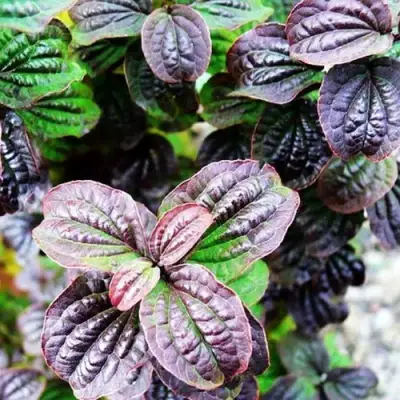 Дерен КОМПРЕССА кроваво-красный в Жодино