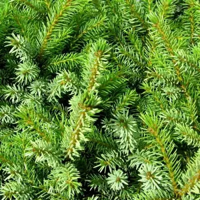 Ель НАНА сербская в Жодино