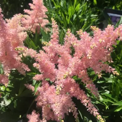 Астильба БРЕССИНГЕМ БЬЮТИ Арендса в Жодино