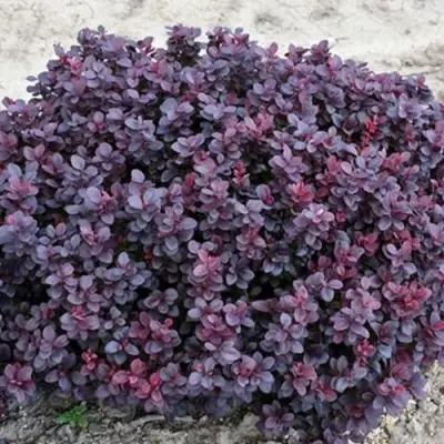 Барбарис КОНКОРД тунберга в Жодино