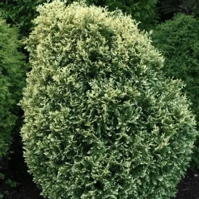 Туя ЛИТОМИШИЛ западная в Жодино