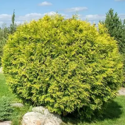 Туя ГОЛДЕН ГЛОБ западная в Жодино