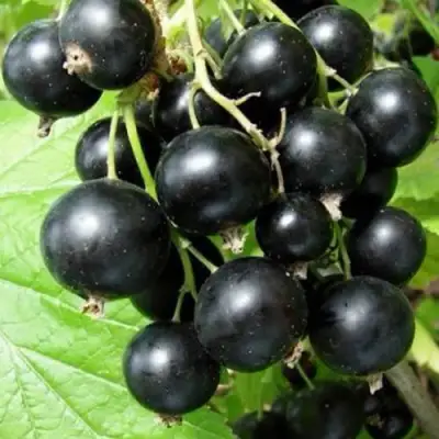 Смородина черная ЧУДНОЕ МГНОВЕНИЕ в Жодино