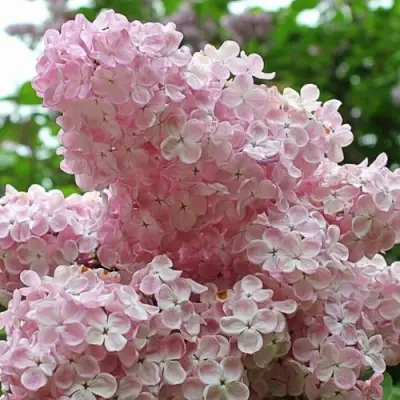 Сирень ВЕЧЕРНИЙ ЗВОН в Жодино