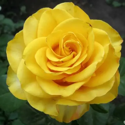 Роза КЕРИО чайно-гибридная в Жодино