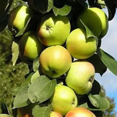 Яблоня ПРЕЗИДЕНТ колонновидная в Жодино