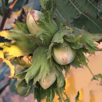 саженцы фундука