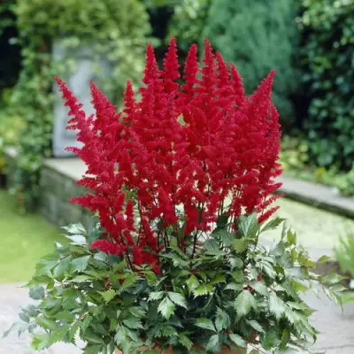 Астильба СПАРТАН Арендса в Жодино