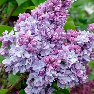 Сирень КАТЕРИНА ХАВЕМЕЙЕР в Жодино