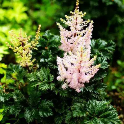 Астильба ЛИЛИПУТ курчавая в Жодино