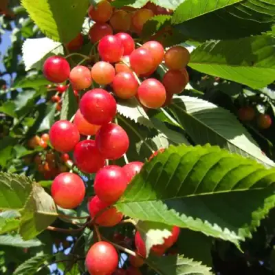 Черешня БРЯНСКАЯ РОЗОВАЯ в Жодино