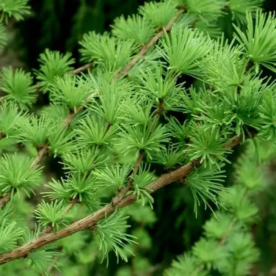Лиственница европейская в Жодино