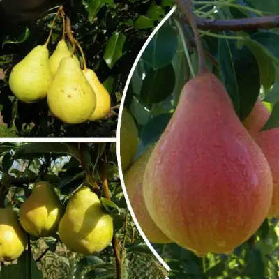 Комплект ТРИ ГРАЦИИ в Жодино