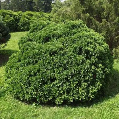 Туя УМБРАКУЛИФЕРА западная в Жодино