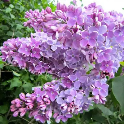 Сирень ОЛЯ в Жодино