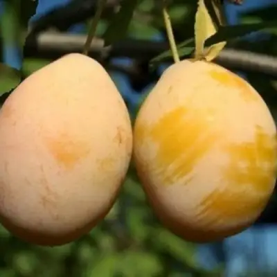 Слива ВАШИНГТОН в Жодино