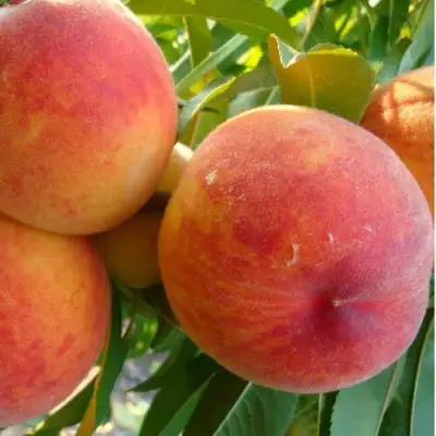 Персик ДИВНЫЙ в Жодино