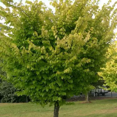 Вяз обыкновенный в Жодино