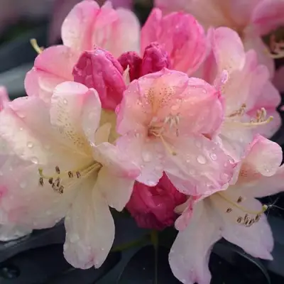 Рододендрон ПЕРСИ ВАЙСМАН в Жодино