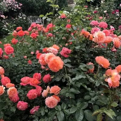 Роза БЕЛЬВЕДЕР шраб в Жодино