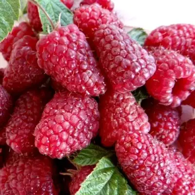 Малина КАСКАД ДЕЛАЙТ в Жодино