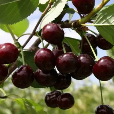 Вишня СВЕРДЛОВЧАНКА степная в Жодино