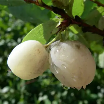 Голубика СНЕГУРОЧКА в Жодино