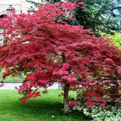 Клен пальмолистный в Жодино