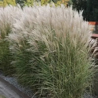 Мискантус КЛЯЙН СИЛЬБЕРСПАЙН китайский  в Жодино