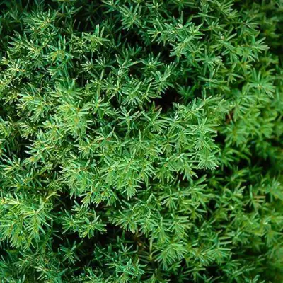 Туя ТЕДДИ западная в Жодино