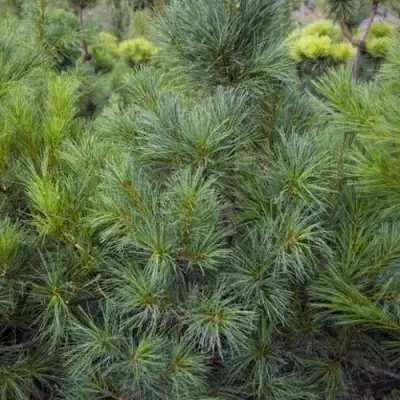 Сосна АРМАНДИ в Жодино