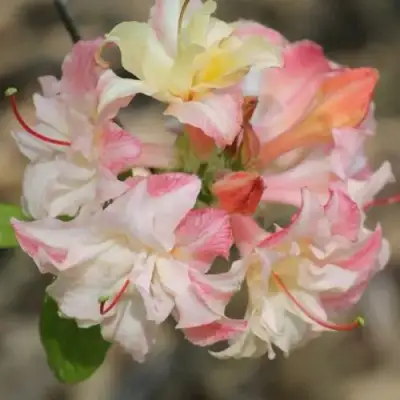 Азалия КЭННОНС ДАБЛ листопадная в Жодино