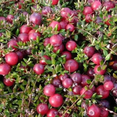 Клюква БЕН ЛИР в Жодино