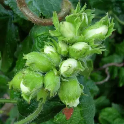 Фундук ВЕББА ЦЕННЫЙ в Жодино