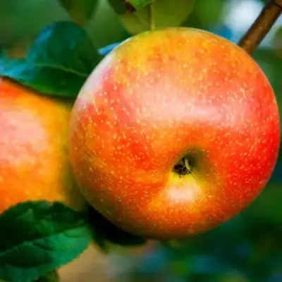 Яблоня АБРИКОСОВАЯ в Жодино