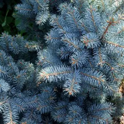 Ель МАДЖЕСТИК БЛЮ колючая в Жодино