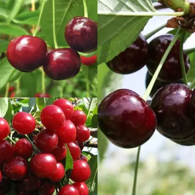 Комплект ВИШНЕВЫЙ САД в Жодино