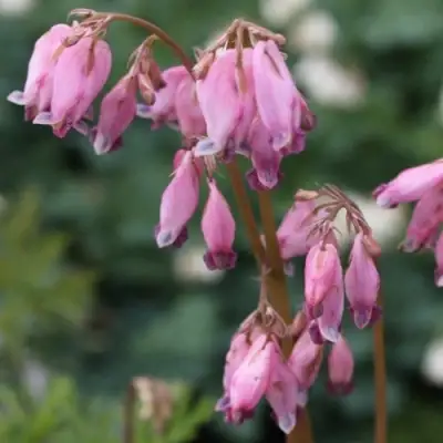 Дицентра изящная в Жодино