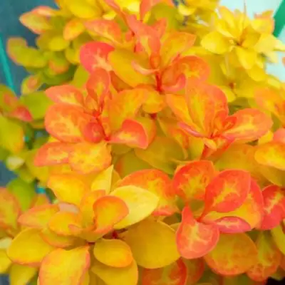 Барбарис САММЕР САНСЕТ тунберга в Жодино