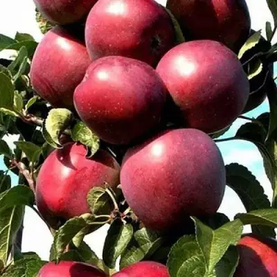 Яблоня СОЗВЕЗДИЕ колонновидная в Жодино