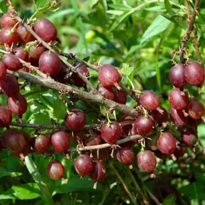 Крыжовник ОЛАВИ (ХИННОНМАЕН ПУНАЙНЕН) в Жодино