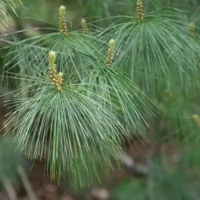 Сосна АРМАНДИ в Жодино