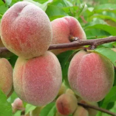 Персик ЕЛГАВСКИЙ в Жодино