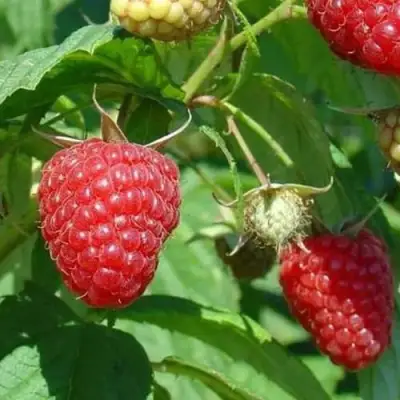 Малина ТАДМОР в Жодино