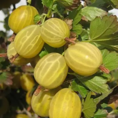 Крыжовник ЯРОВОЙ в Жодино